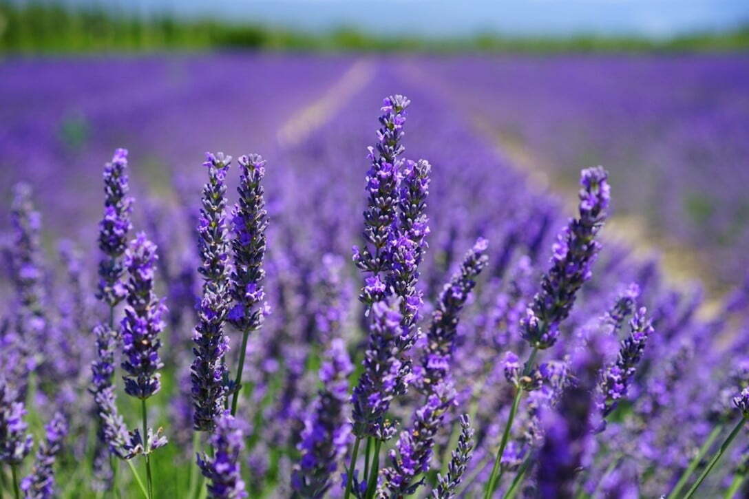  Lavender Bliss: Baby Moisturising Balm for Tender Moments