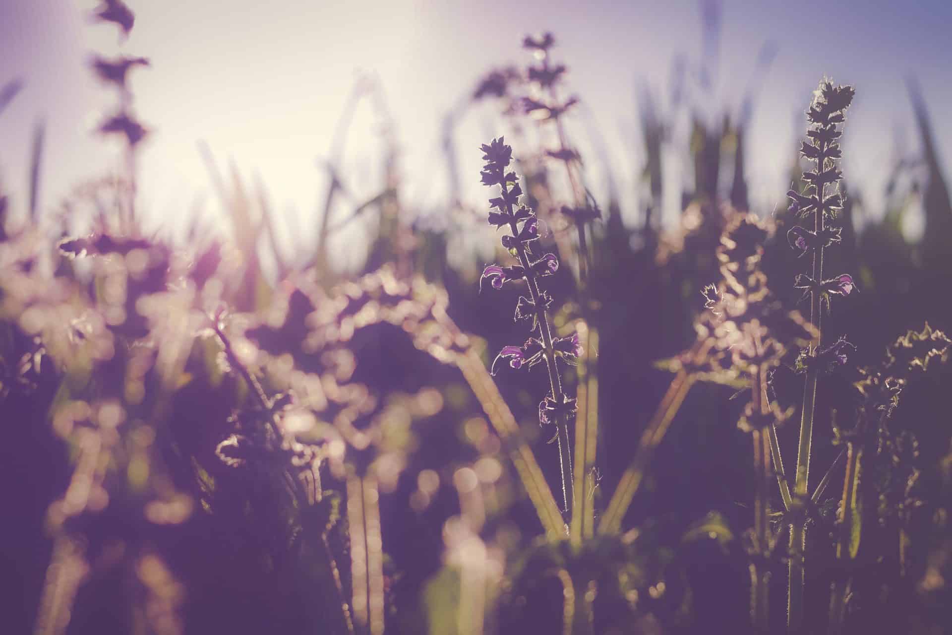How to keep those summer allergies at bay